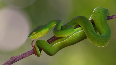 The-White-lipped-Pit-Viper-is-a-venomous-pit-viper-endemic-to-Southeast-Asia-and-is-often-found-during-the-night-waiting-on-a-branch-or-limb-of-a-tree-near-a-body-of-water-with-plenty-of-food-items