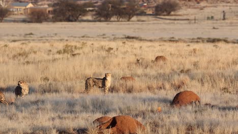 Three-adult-Cheetahs-near-African-farmhouse-on-windy-golden-savanna