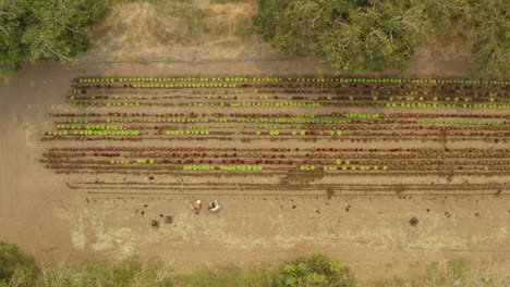 wide aerial shot of a lettuce plantation with agronomist and scientist working