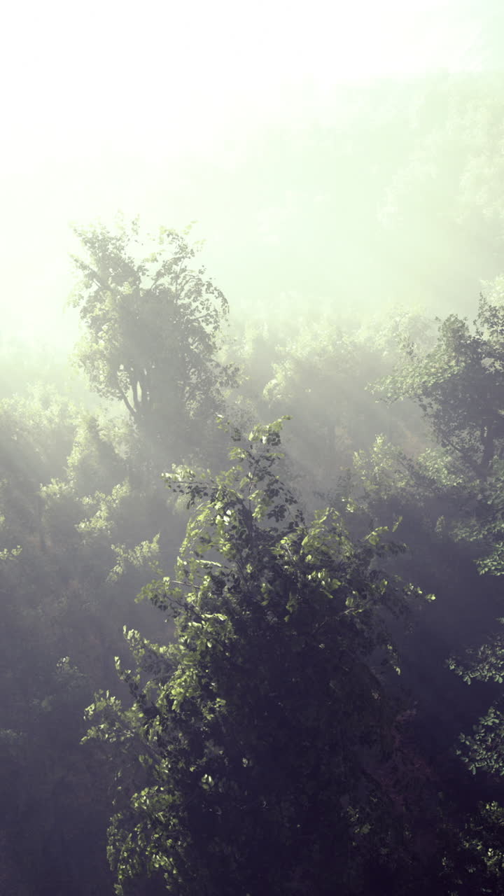 Mysterious fog blankets the lush greenery of a tranquil forest at dawn