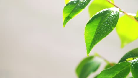 水滴散落在花的綠葉上,水滴落在模糊的背景上