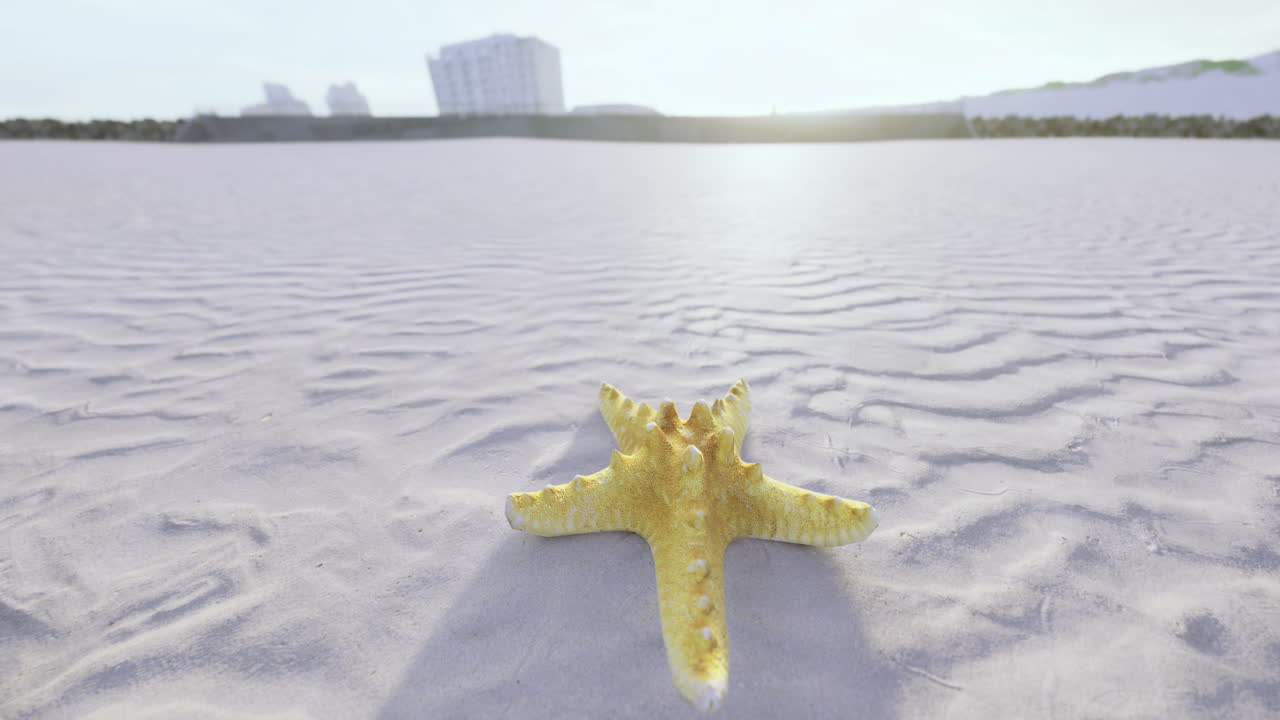 Golden starfish resting on sandy beach during sunrise off the coast