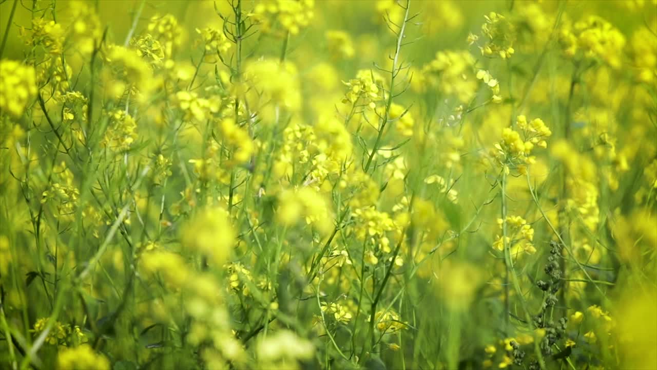 Mustard flowers. Mustard &ndash; mystical flower of happiness and health.