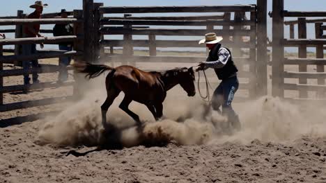 cowboy training a young horse in a dusty arena