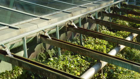 the aquatic ecosystem in a botanical garden