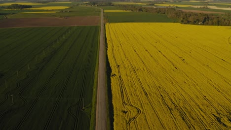 aerial view on straight line rapseed field during golden hour