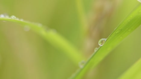 靠近草地上早晨的露水