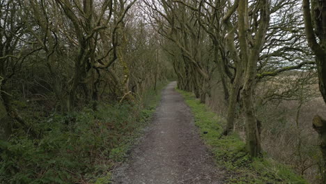 Hawthorn-tree-tunnel-pathway-forwards-at-eye-level