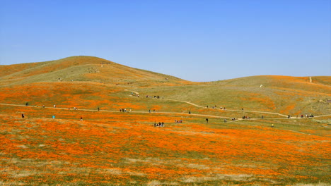 Time-lapse-of-people-walking-through-natural-poppy-fields