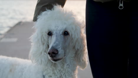 perro de caniche estándar blanco, retrato de pie junto a una mascota que recibe una mascota