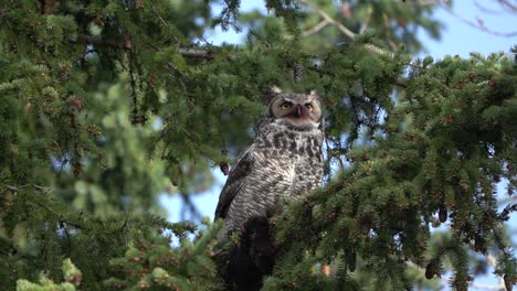 great horned owl staring at the horizon