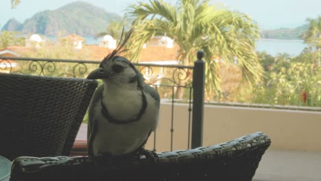 blue jay posing on a chair in a tropical resort
