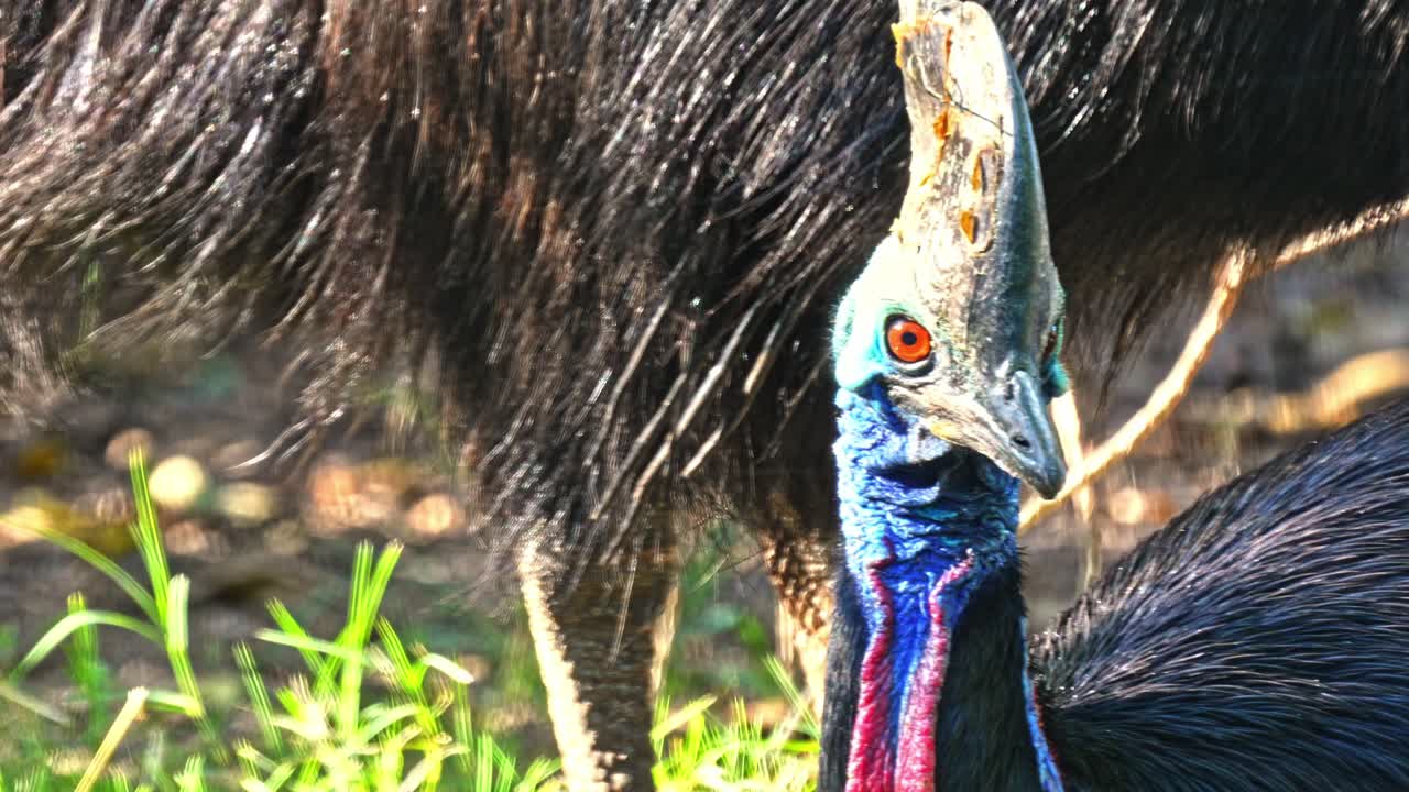 Southern Cassowary (Casuarius casuarius) also known as double-wattled cassowary, Australian cassowary, or two-wattled cassowary.The male engages in priming behavior toward the female