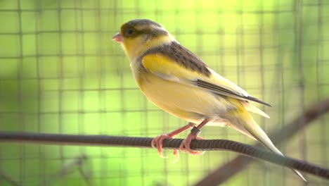 kanarienvogel im käfig sitzt auf stöcken und drähten