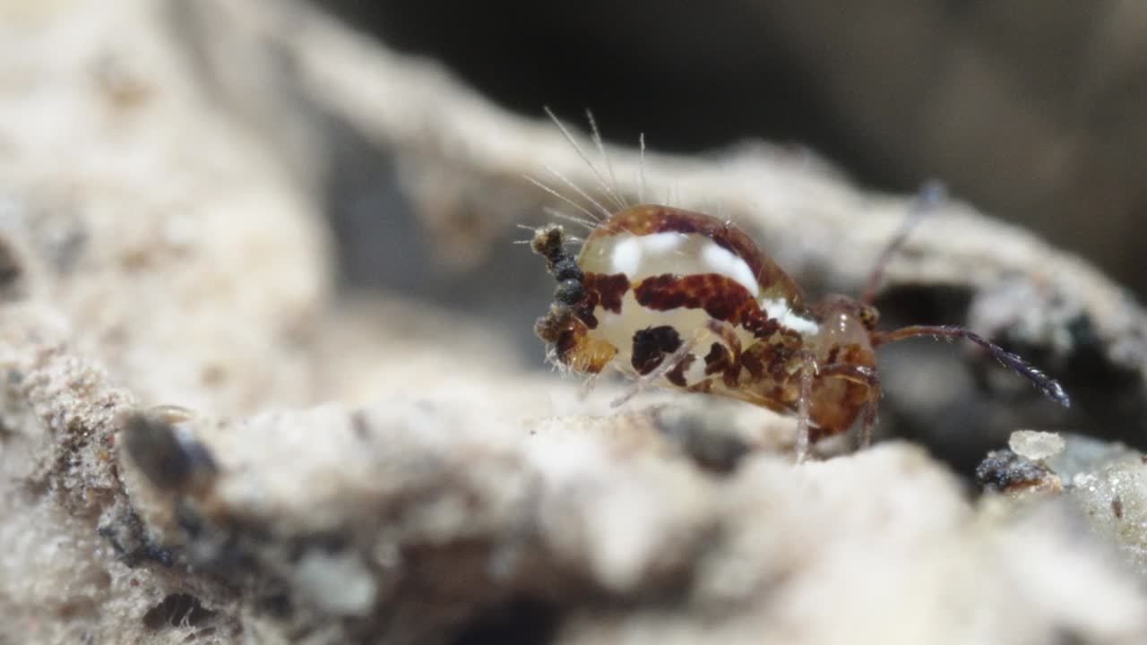 Vista laterale di collembolo globulare adulto, Dicyrtominae, che mostra la furcula mentre si nutre