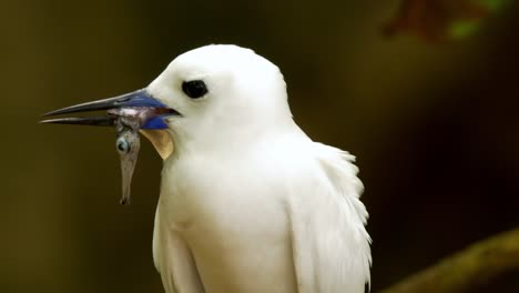 el charrán blanco alimenta con peces a un pollito en una isla tropical