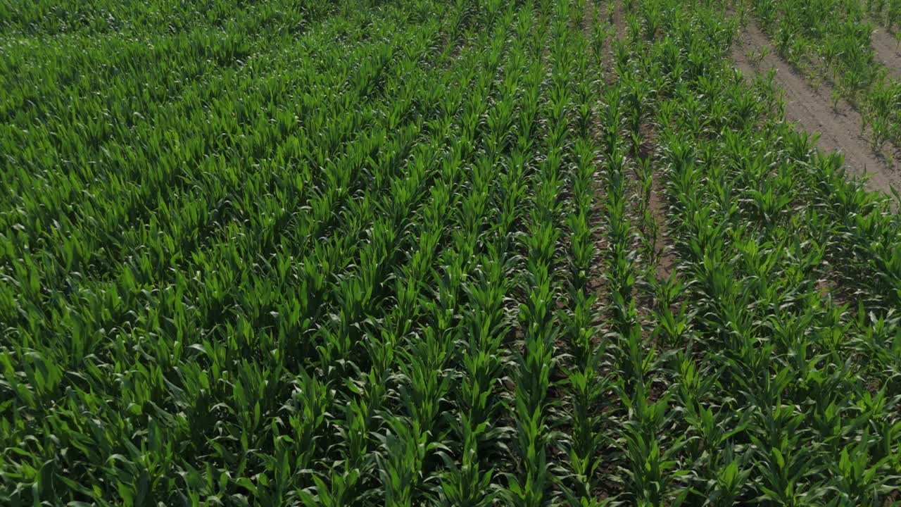 Exuberantes plantas de maíz creciendo en hileras espaciadas uniformemente sobrevoladas por drones