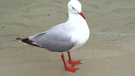 fotografía de cerca de una gaviota plateada australiana, chroicocephalus novaehollandiae, que se alza en la playa de arena, limpiando y arreglando sus plumas contra el agua ondulante