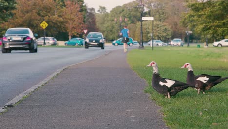 Muscovy-duck-in-the-park-by-road-with-jogger