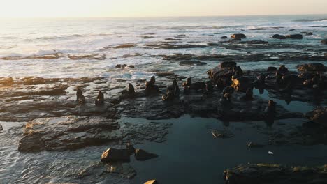 Drone-orbital-shot-of-sea-lions-island-resting-on-rocks-at-dawn,-Torres-Ilha-Dos-Lobos,-Rio-Grande-Do-Sul,-Brazil