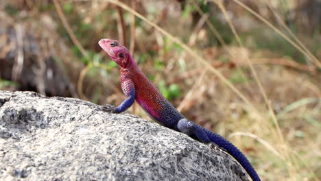 a beautiful african redhead agama lizard moving around in an alert manner on a sunny rock