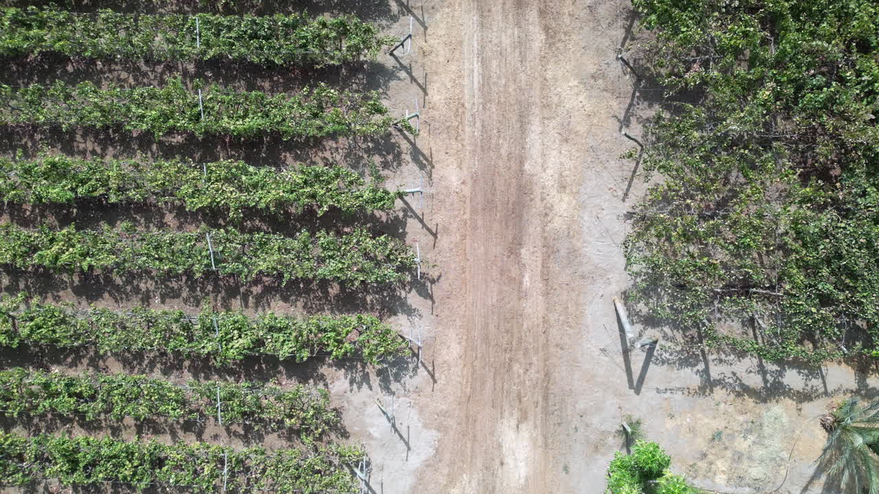 plano aéreo de arriba hacia abajo de una carretera con un camión estacionado en un camino de tierra entre campos de viñedos en pizco, perú