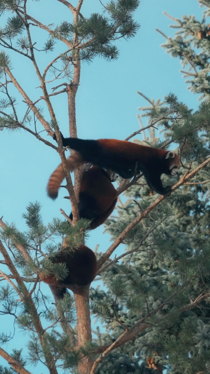 Panda rosso che si arrampica su un altro pino su sfondo di cielo blu. Verticale.