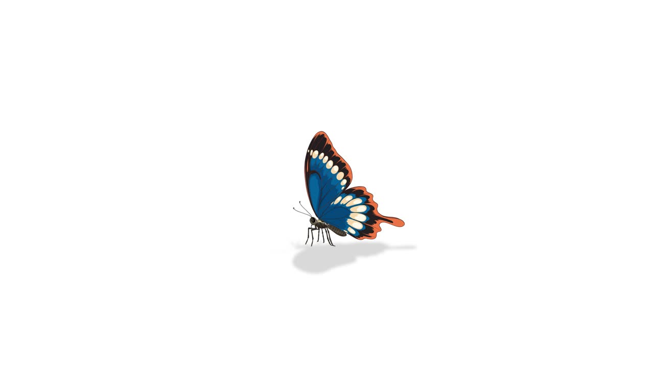 A vibrant butterfly animation illustrating anatomy with labels, highlighting wings, legs, and body parts in a clear, educational style