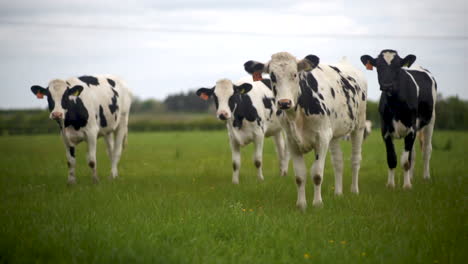 Vacas-En-Un-Campo-Comiendo-Hierba-En-Irlanda-Del-Norte