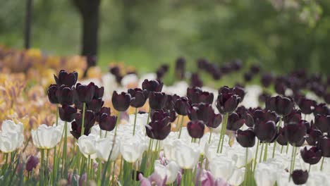 Tulipanes-Blancos,-Negros,-Rosas-Y-Naranjas-En-Plena-Floración-En-El-Jardín-Botánico
