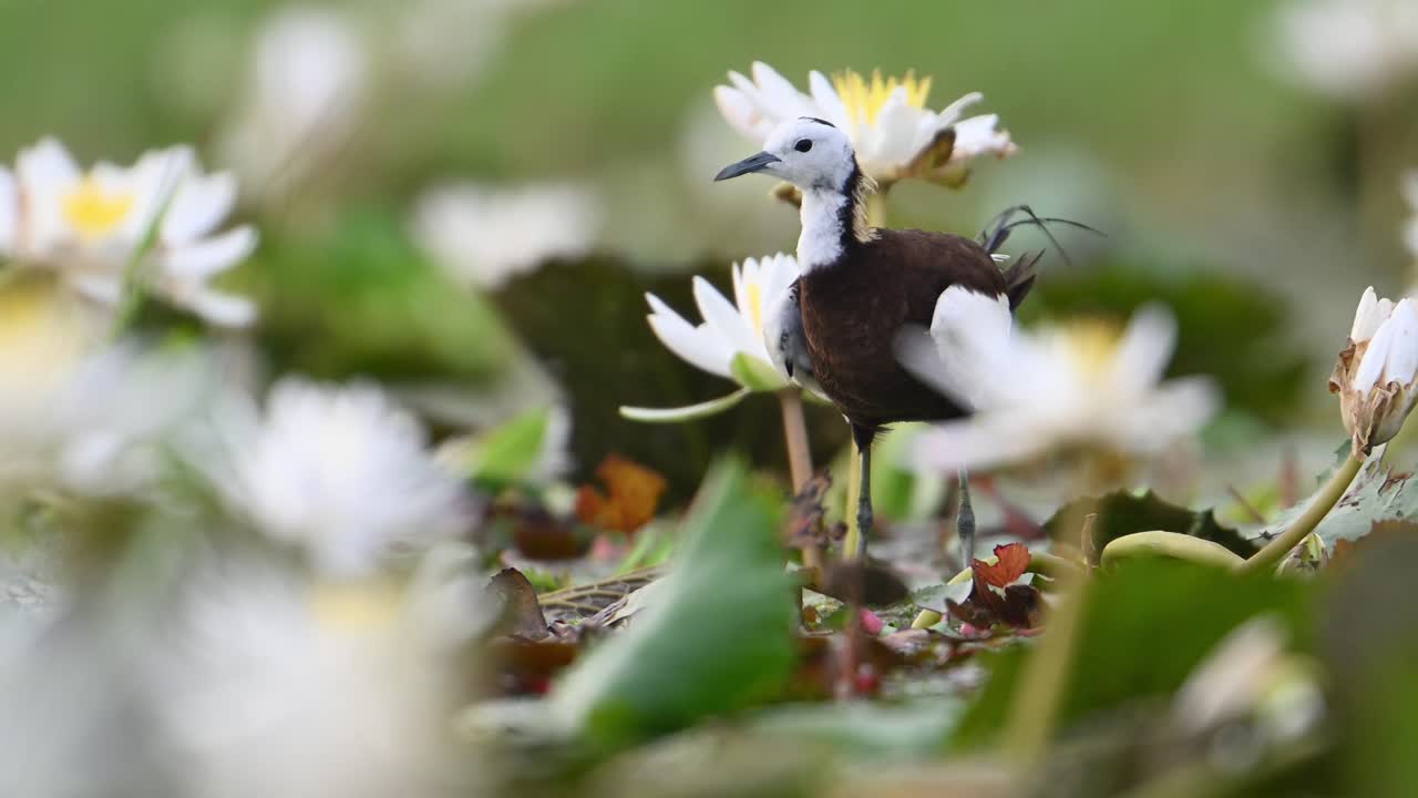 primer plano de jacana de cola de faisán en flores de lirio de agua blanco