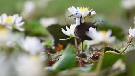 closeup of pheasant tailed jacana in white water lily flowers