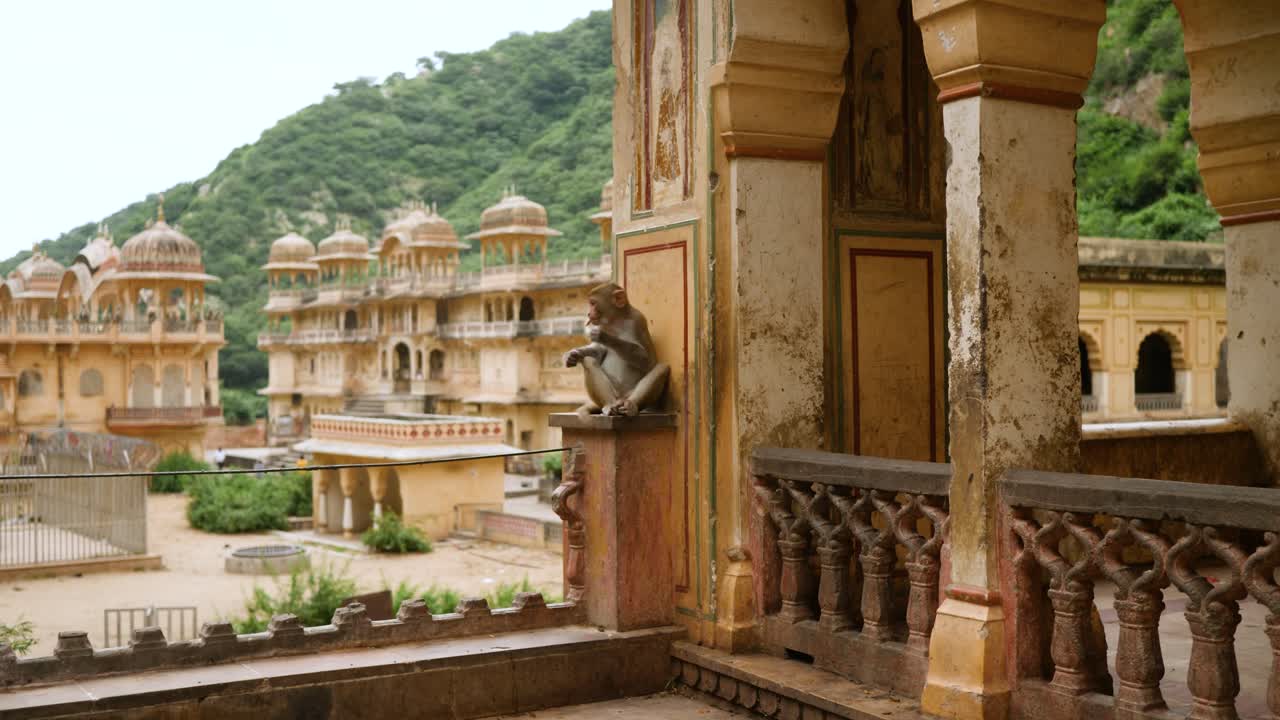 mono macaco solitario en el templo galtaji, cerca de jaipur, india
