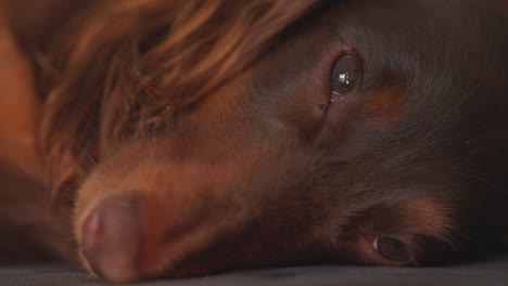 close up of dachshund sausage dog lying on it's side