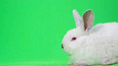 pretty white fluffy bunny isolated on white background