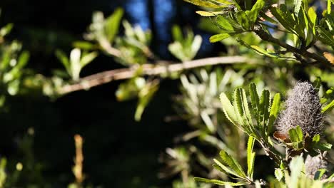 close-up of banksia serrata plant in sunlight