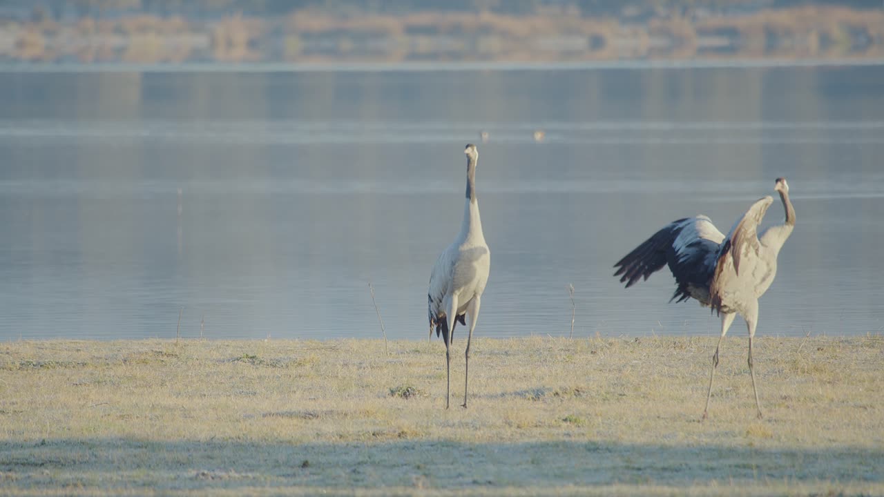 Group of cranes waking up at the roost during the wintering, within the lake, before dawn, whit a couple beginning prenuptial courtship