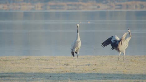 group of cranes waking up at the roost during the wintering, within the lake, before dawn, whit a couple beginning prenuptial courtship