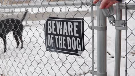 Snowing-on-first-day-of-spring-or-winter-a-person-opens-chain-link-fence-gate-latch-for-black-lab-dane-labradane-dog-to-go-into-yard-with-Beware-Of-The-Dog-Sign-being-zoomed-in-on