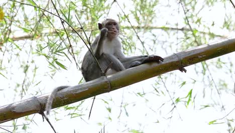 Los-Macacos-De-Cola-Larga-Son-Los-Monos-Más-Fáciles-De-Encontrar-En-Tailandia,-Ya-Que-Están-Presentes-En-Complejos-De-Templos,-Parques-Nacionales-E-Incluso-Pueblos-Y-Ciudades