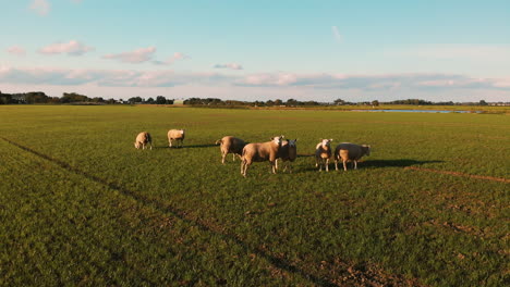 Herde-Von-Texelschafen-Auf-Der-Grünen-Weide-In-Utrecht,-Niederlande,-Grasend-Auf-Dem-üppigen-Gras-Unter-Der-Warmen-Morgensonne---Weitwinkelaufnahme