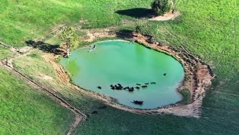 black dairy cattle cooling off in a large pond full of green murky water with shadows moving on during sunset on kentucky farm land aerial orbit