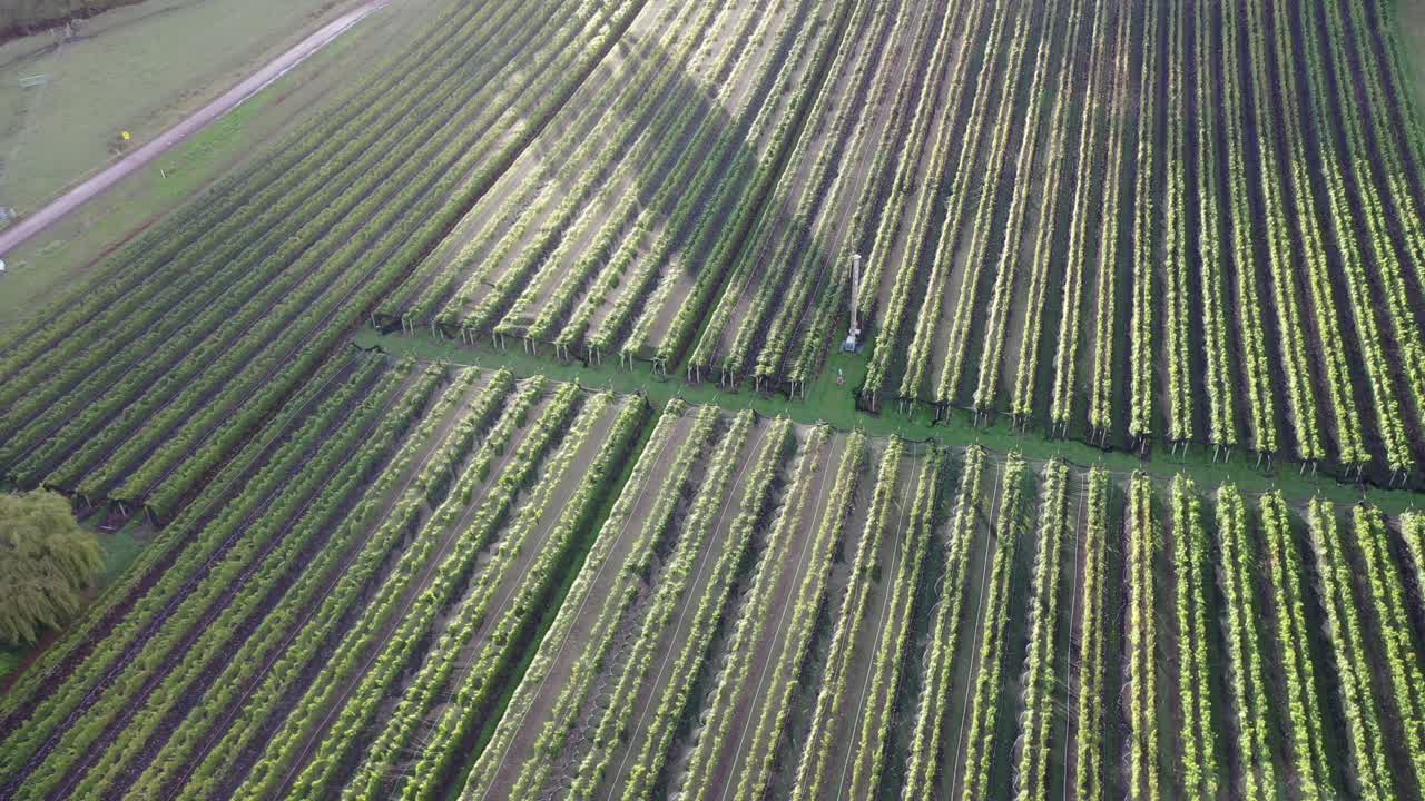 panorámica de drones aéreos sobre filas de viñedos verdes enredados en el campo de la granja de bodegas rurales con sol bajo el día de otoño