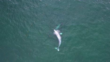 Vista-Aérea-Sobre-El-Apareamiento-De-Ballenas-Grises---Cenital,-Disparo-De-Drones