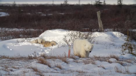 cachorros de osos polares jugando en la nieve después de despertarse de una siesta