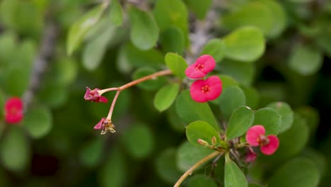 close-up of vibrant flowers and green leaves