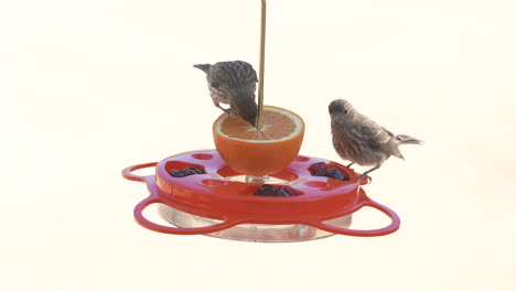 adult female house finches at a fruit and jelly bird feeder - white background