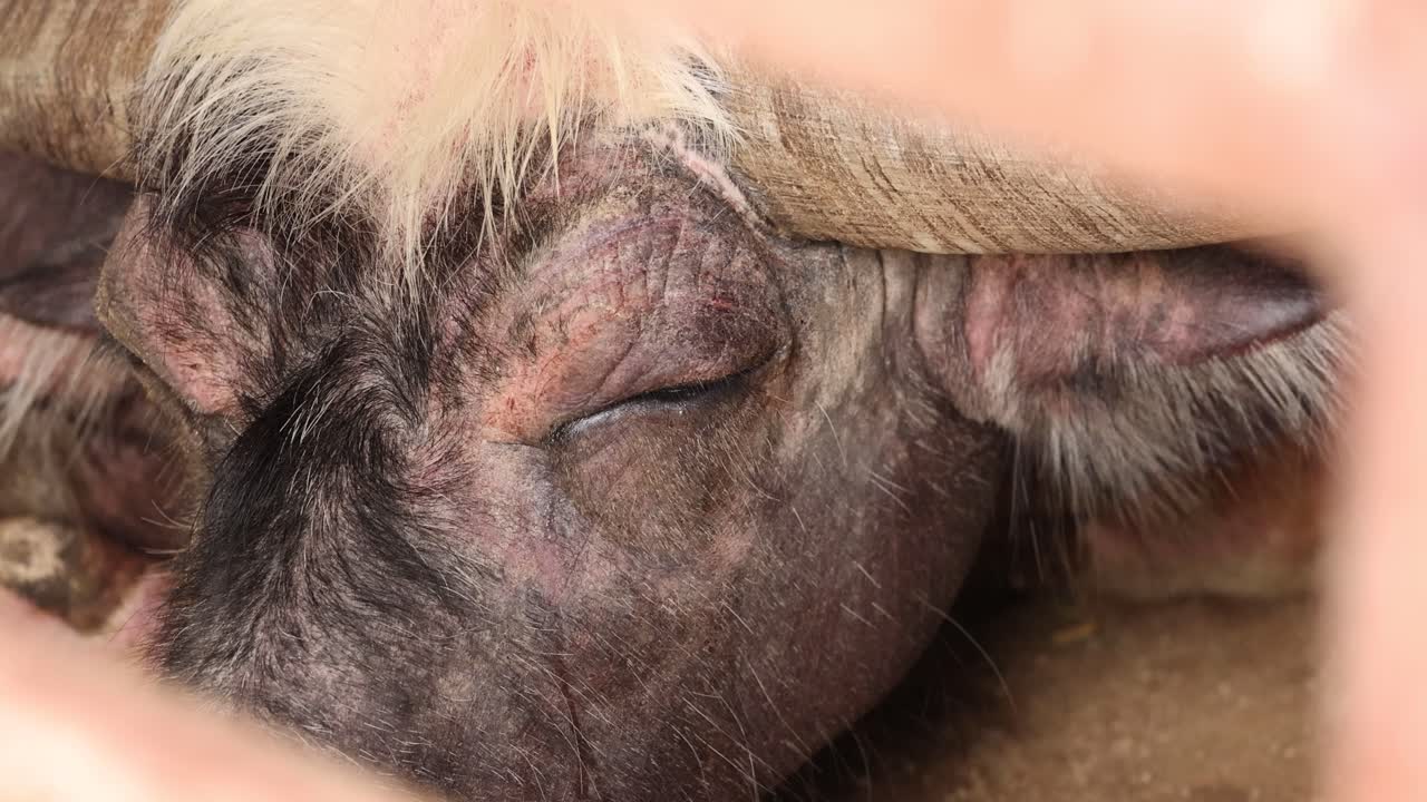 버팔로의 얼굴과 파리, 텍스처와 자연 환경을 강조하는 매크로 뷰: 따뜻한 조명은 친밀하고 땅 같은 분위기를 만니다.