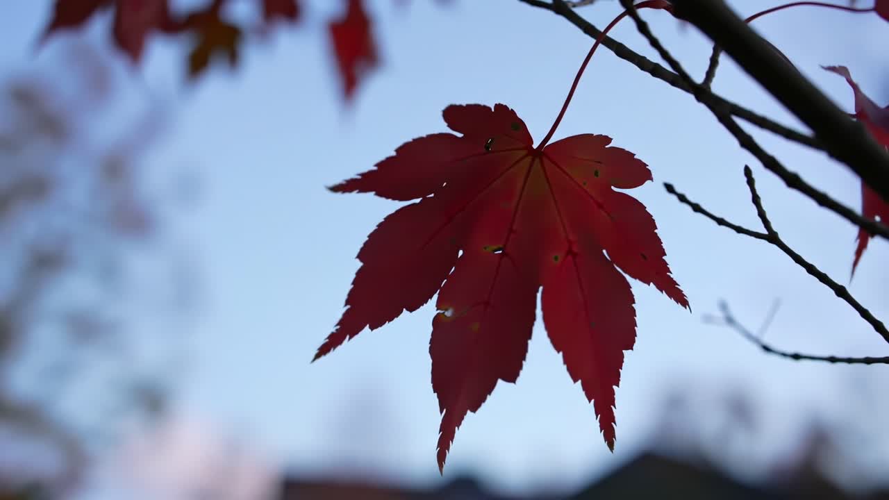 Stunning Close-Up of a Vibrant Red Maple Leaf Against a Clear Sky: A Captivating Autumn Scene Captured in High Detail