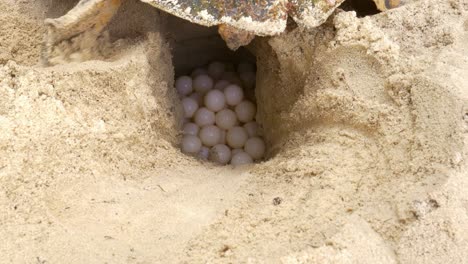 sea turtle slow and carefully laying eggs into nest